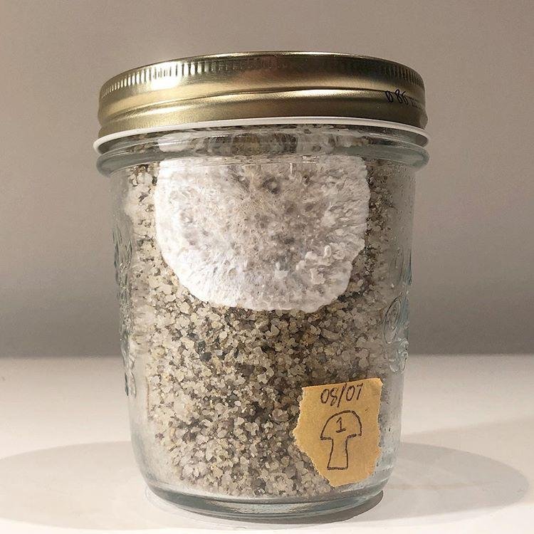 Buy online Mushroom Substrate Jars - Mushroom Jars for Sale