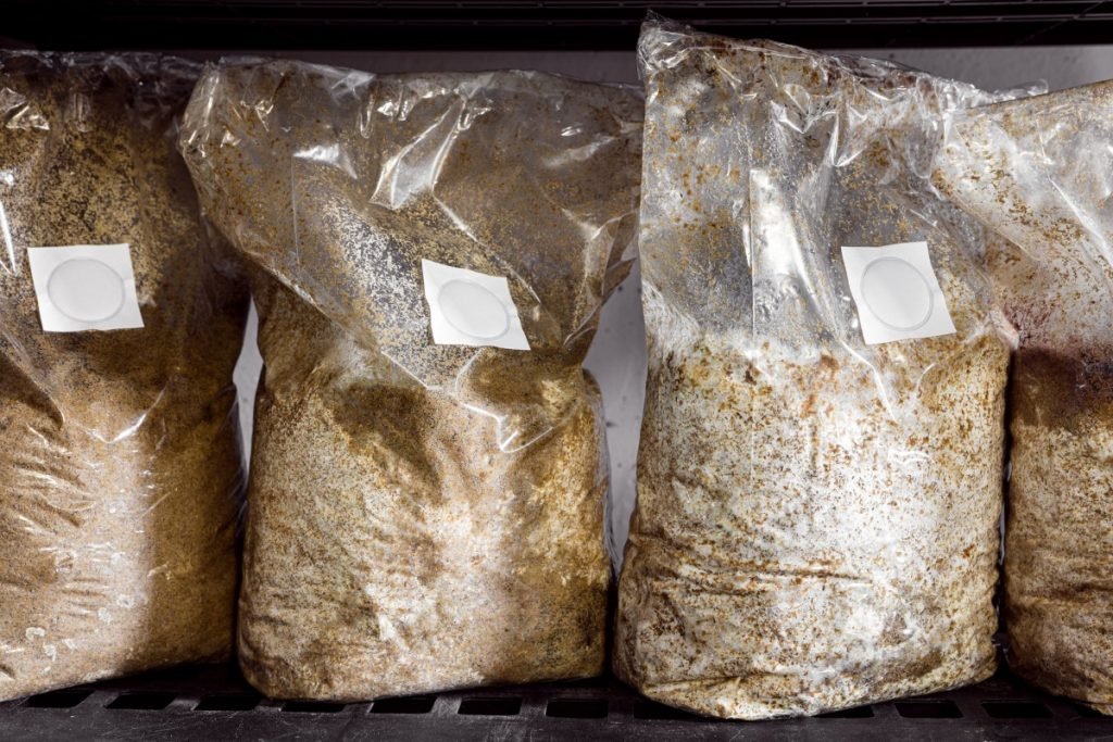 Buy online substrate bag and mushroom spawn